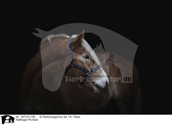Haflinger Portrait / Haflinger horse portrait / KFI-01136