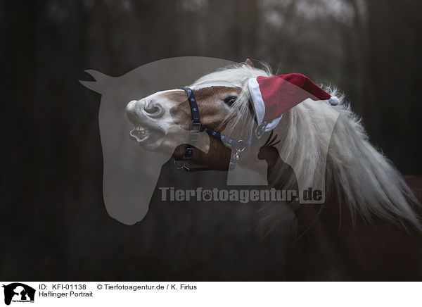 Haflinger Portrait / Haflinger horse portrait / KFI-01138