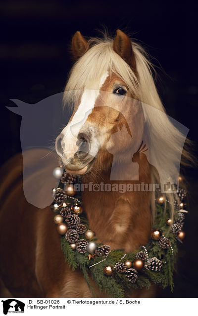 Haflinger Portrait / Haflinger horse portrait / SB-01026