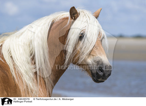 Haflinger Portrait / Haflinger portrait / AM-06576