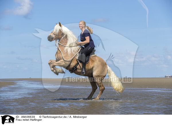 Frau reitet Haflinger / woman rides Haflinger Horse / AM-06639