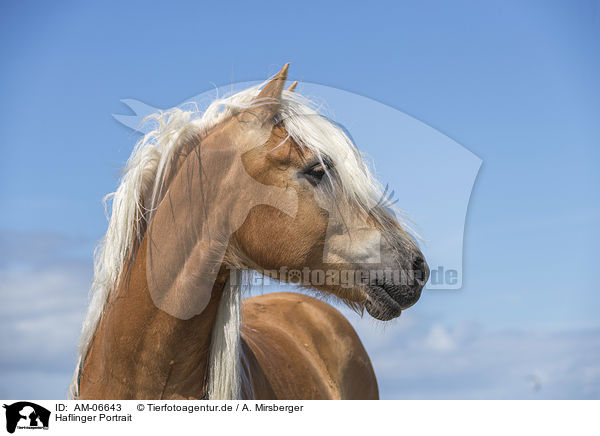 Haflinger Portrait / Haflinger portrait / AM-06643