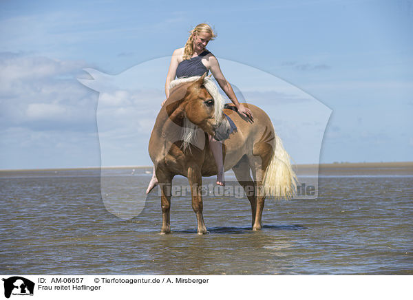 Frau reitet Haflinger / AM-06657