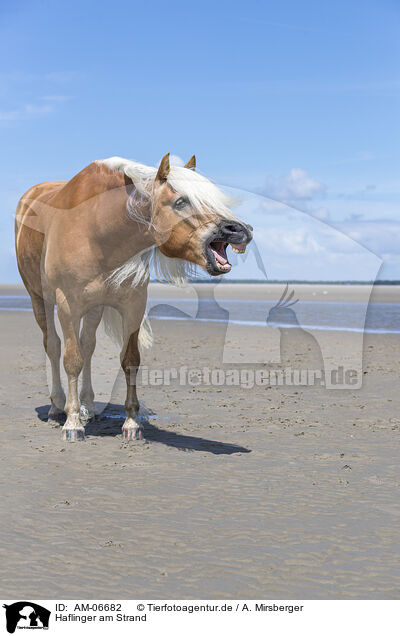 Haflinger am Strand / Haflinger at the Beach / AM-06682