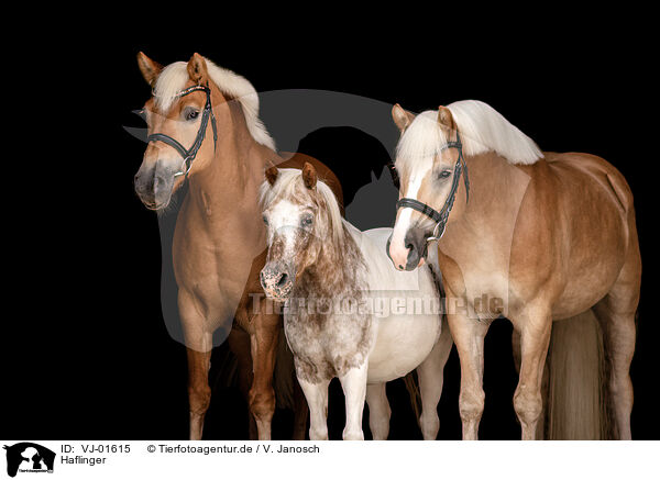 Haflinger / Haflinger / VJ-01615
