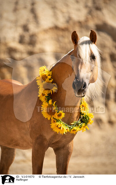 Haflinger / VJ-01670