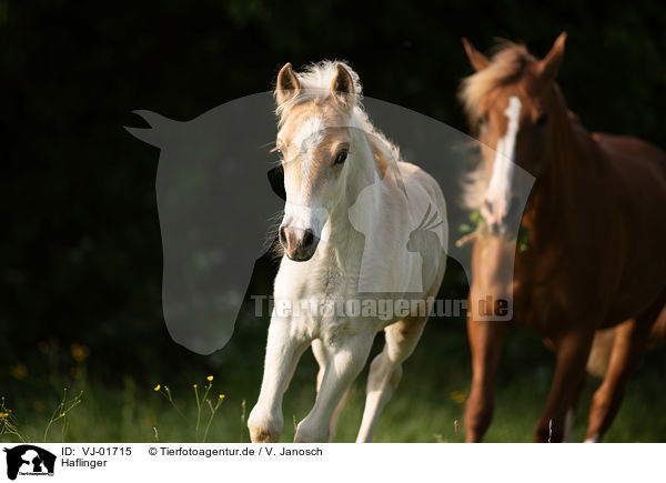 Haflinger / Haflinger / VJ-01715