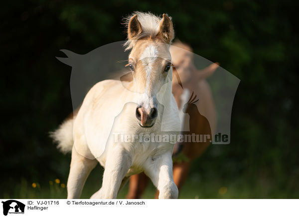 Haflinger / Haflinger / VJ-01716