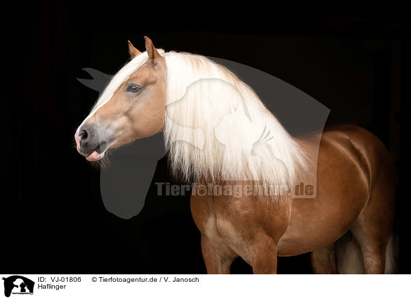 Haflinger / Haflinger / VJ-01806