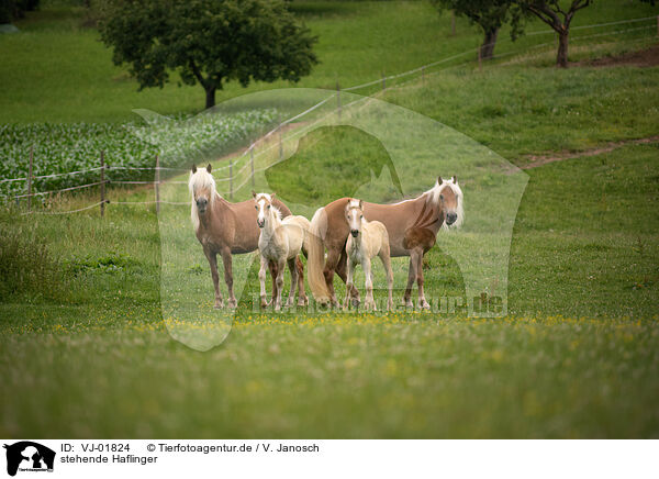 stehende Haflinger / standing Haflinger / VJ-01824