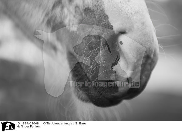 Haflinger Fohlen / Haflinger Horse foal / SBA-01048