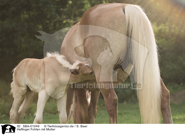 Haflinger Fohlen mit Mutter / Haflinger Horse foal with mother / SBA-01049
