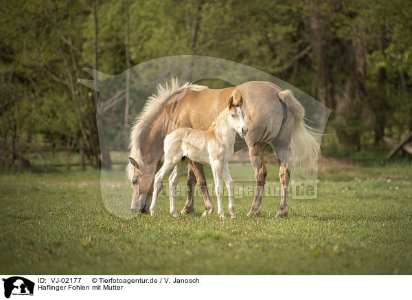 Haflinger Fohlen mit Mutter / Haflinger Horse foal with mother / VJ-02177
