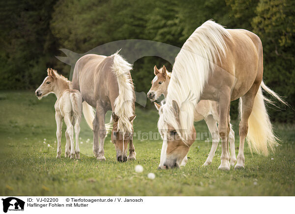 Haflinger Fohlen mit Mutter / Haflinger Horse foals with mother / VJ-02200