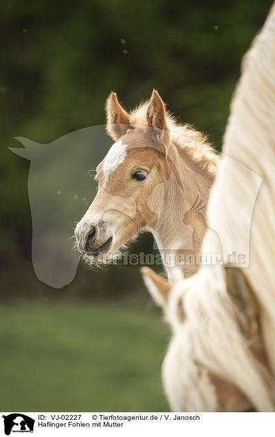 Haflinger Fohlen mit Mutter / Haflinger Horse foal with mother / VJ-02227
