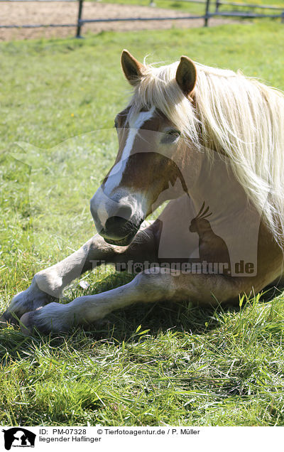liegender Haflinger / lying Haflinger / PM-07328
