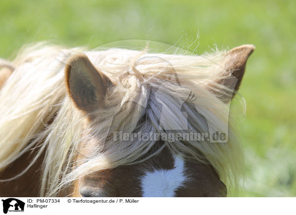 Haflinger / Haflinger / PM-07334