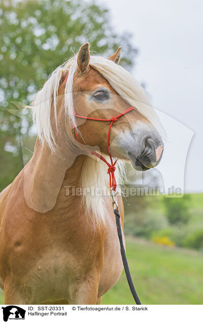 Haflinger Portrait / Haflinger portrait / SST-20331