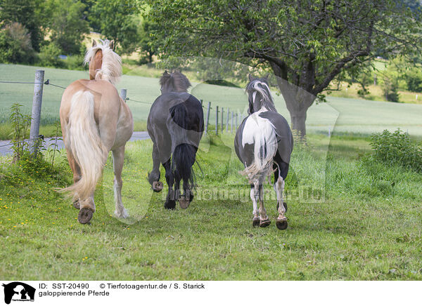 galoppierende Pferde / galloping Horses / SST-20490