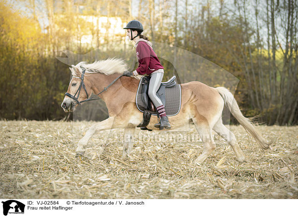 Frau reitet Haflinger / woman rides Haflinger / VJ-02584