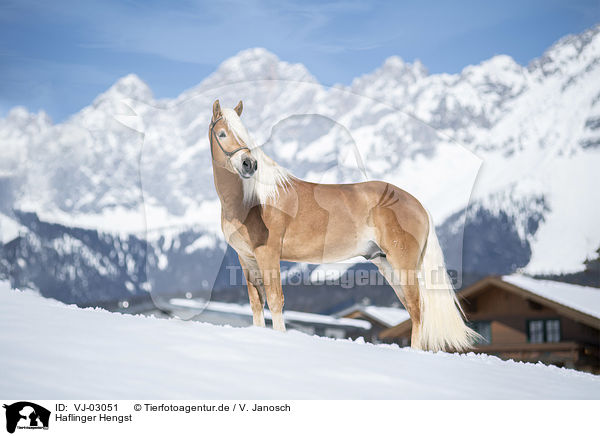 Haflinger Hengst / VJ-03051
