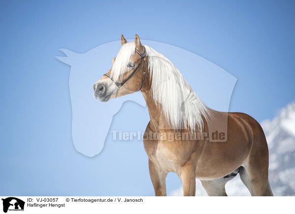 Haflinger Hengst / VJ-03057