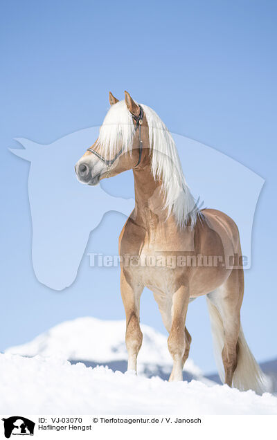 Haflinger Hengst / VJ-03070