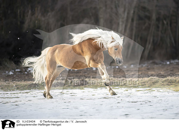 galoppierender Haflinger Hengst / galloping Haflinger stallion / VJ-03404