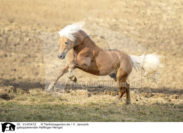 galoppierender Haflinger Hengst / VJ-03412