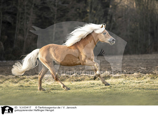 galoppierender Haflinger Hengst / galloping Haflinger stallion / VJ-03417