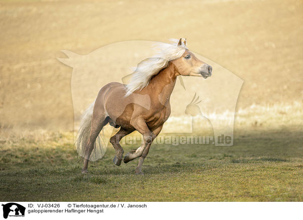 galoppierender Haflinger Hengst / VJ-03426