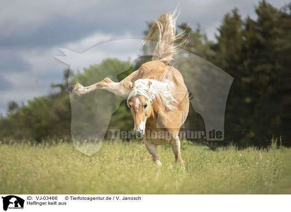Haflinger keilt aus / kicking Haflinger horse / VJ-03466