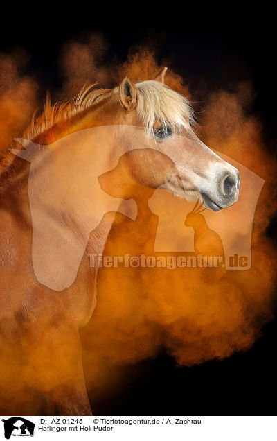 Haflinger mit Holi Puder / AZ-01245