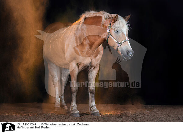 Haflinger mit Holi Puder / AZ-01247