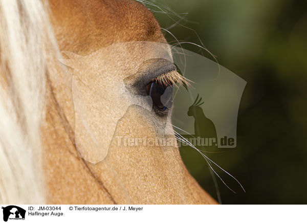 Haflinger Auge / Haflinger horse eye / JM-03044