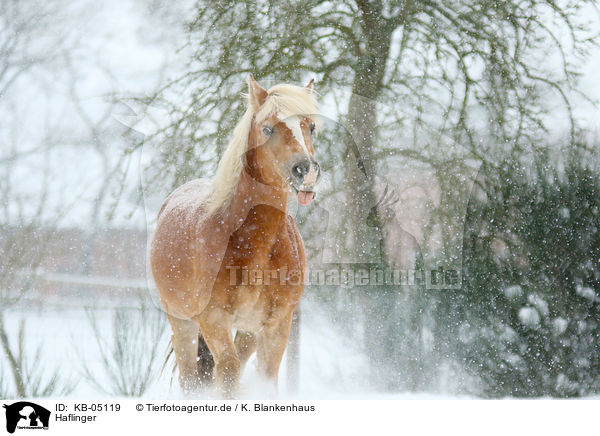 Haflinger / Haflinger horse / KB-05119