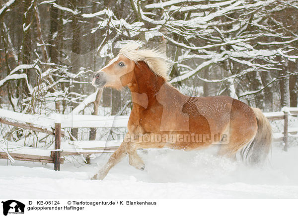 galoppierender Haflinger / galloping Haflinger horse / KB-05124