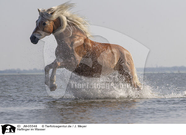 Haflinger im Wasser / JM-05548