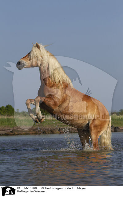 Haflinger im Wasser / Haflinger horse in the water / JM-05569