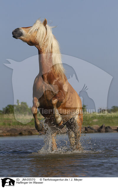 Haflinger im Wasser / Haflinger horse in the water / JM-05570