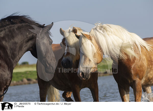 3 Pferde / 3 horses / JM-05575
