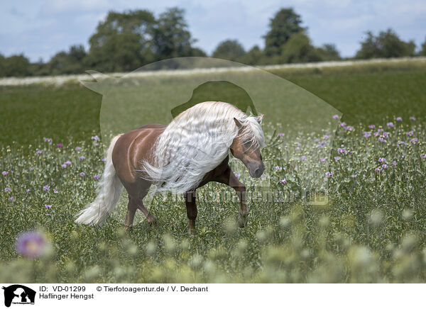 Haflinger Hengst / Haflinger stallion / VD-01299
