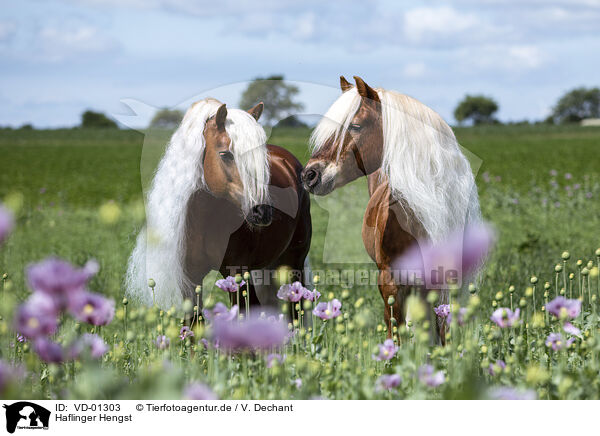 Haflinger Hengst / VD-01303