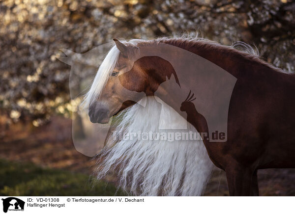 Haflinger Hengst / Haflinger stallion / VD-01308