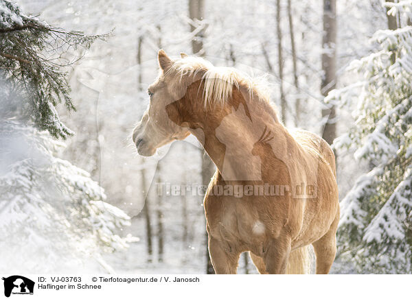 Haflinger im Schnee / Haflinger horse in the snow / VJ-03763