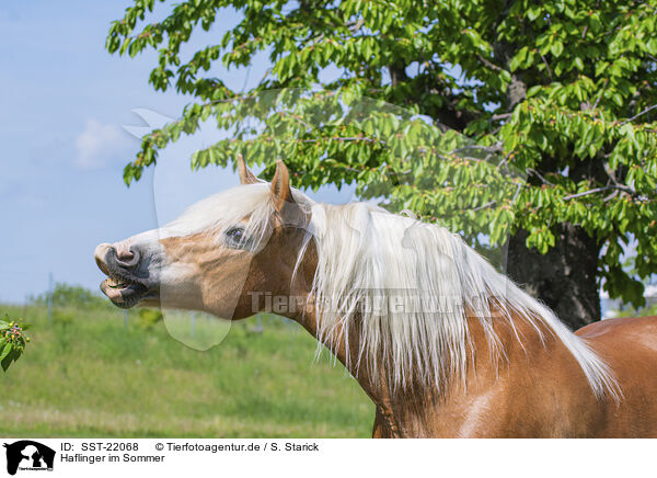 Haflinger im Sommer / SST-22068