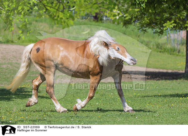 Haflinger im Sommer / Haflinger horse in summer / SST-22069