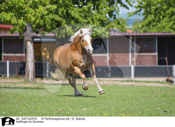 Haflinger im Sommer / Haflinger horse in summer / SST-22070