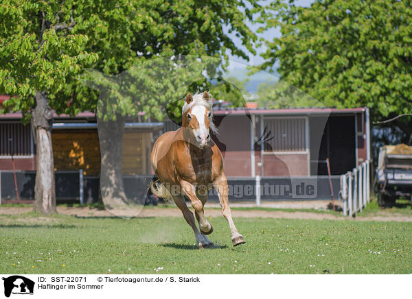 Haflinger im Sommer / Haflinger horse in summer / SST-22071