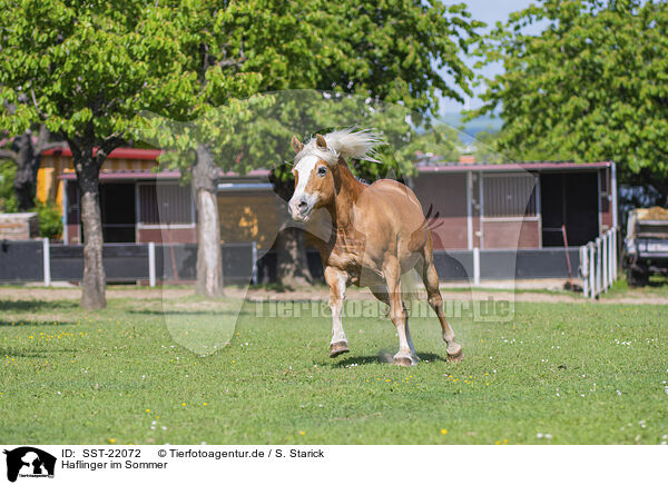 Haflinger im Sommer / Haflinger horse in summer / SST-22072